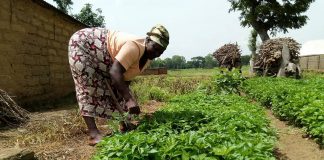 How poor Nigerian women farmers fight poverty, hunger and empower selves through use of Animals & local farming tools