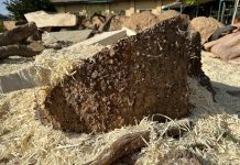 Timber Business in Northern Nigeria: A Growing Threat to Forests and the Environment