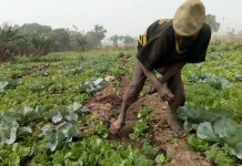 Nigerian Rural Farmers Turn to Smart Farming to Beat Climate Change and Sustain Dry-Season Food Production