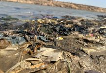 Plastic Waste Invades River Banks, Endangering Marine Ecosystems