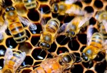 Unlocking the Potential of Bee Farming as a Lucrative Venture for a Sustainable Future