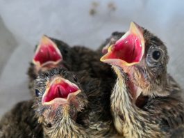 Birds, Bees, and Broken Seasons: Nature’s Calendar Is Falling Apart