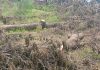 Nigeria Government Should Enforce Forest Preservation: