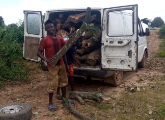 Climate Change Endangers Indigenous Forests and Biodiversity