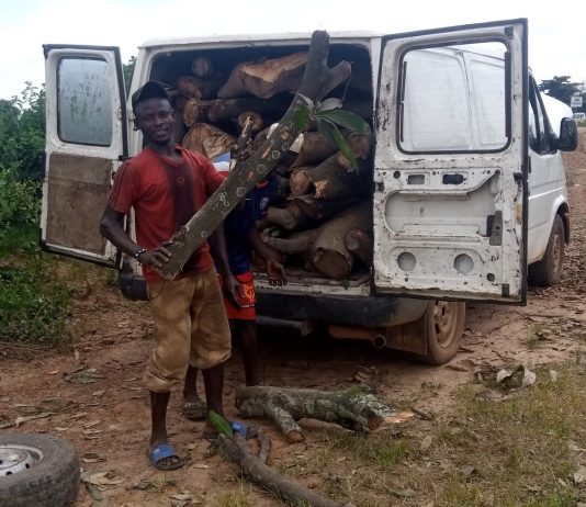 Climate Change Endangers Indigenous Forests and Biodiversity