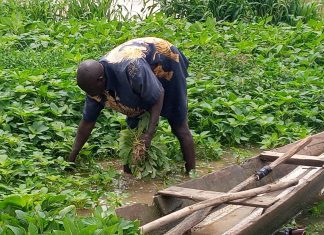 The Imperative of Diversifying Agriculture to Sustainable Irrigation Farming in Kaduna State and Nigeria