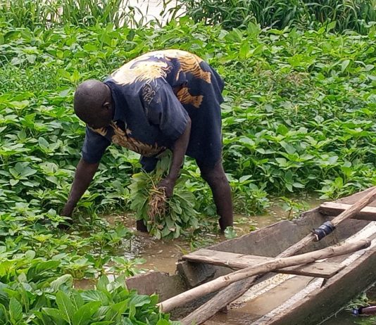 The Imperative of Diversifying Agriculture to Sustainable Irrigation Farming in Kaduna State and Nigeria
